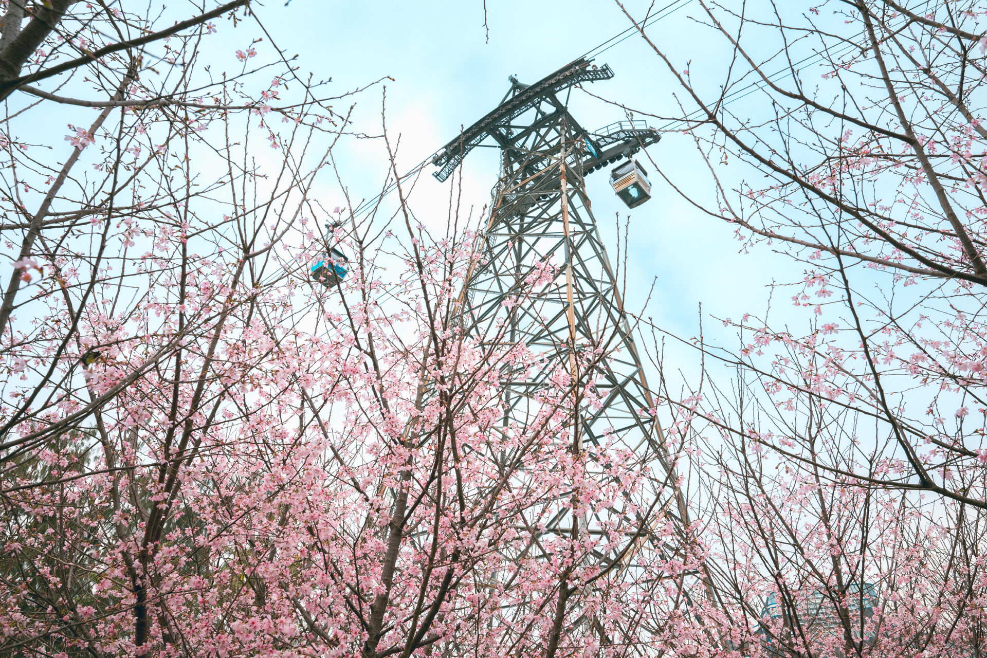Cherry-Blossom-Garden-01.jpg
