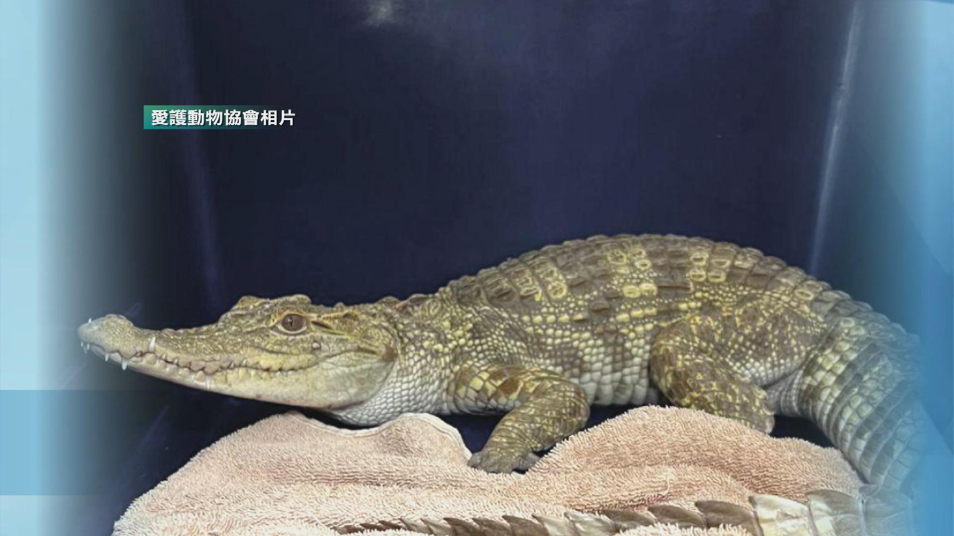 Picture_J.CROCODILE-0000_002.jpg
