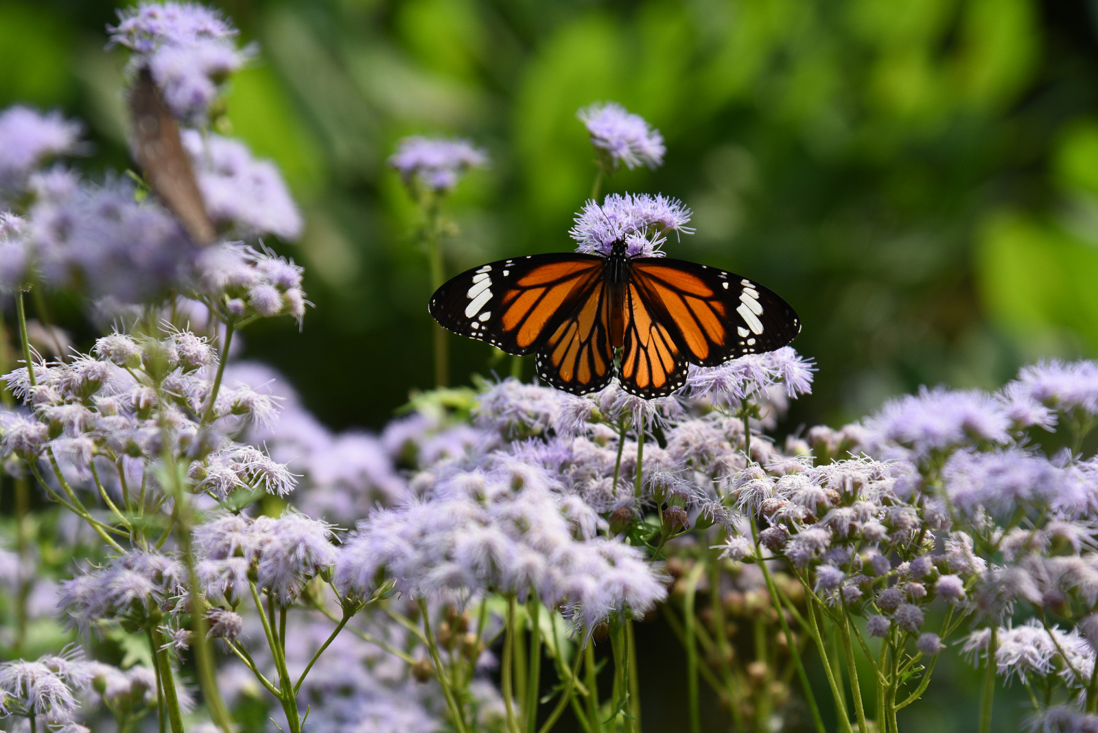 虎斑蝶 (Common tiger butterfly)