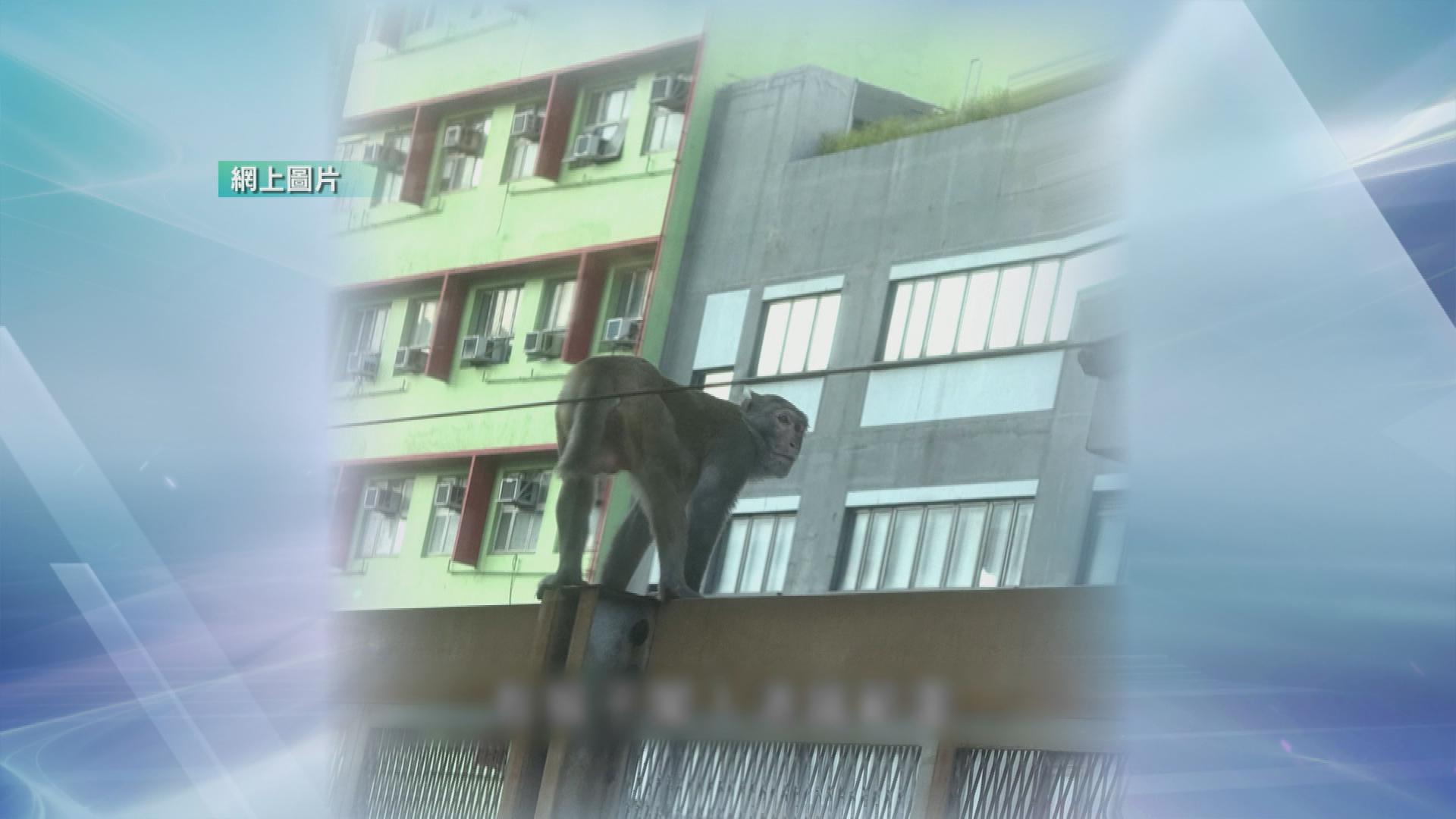 Picture_J.MONKEY 2000_002.jpg