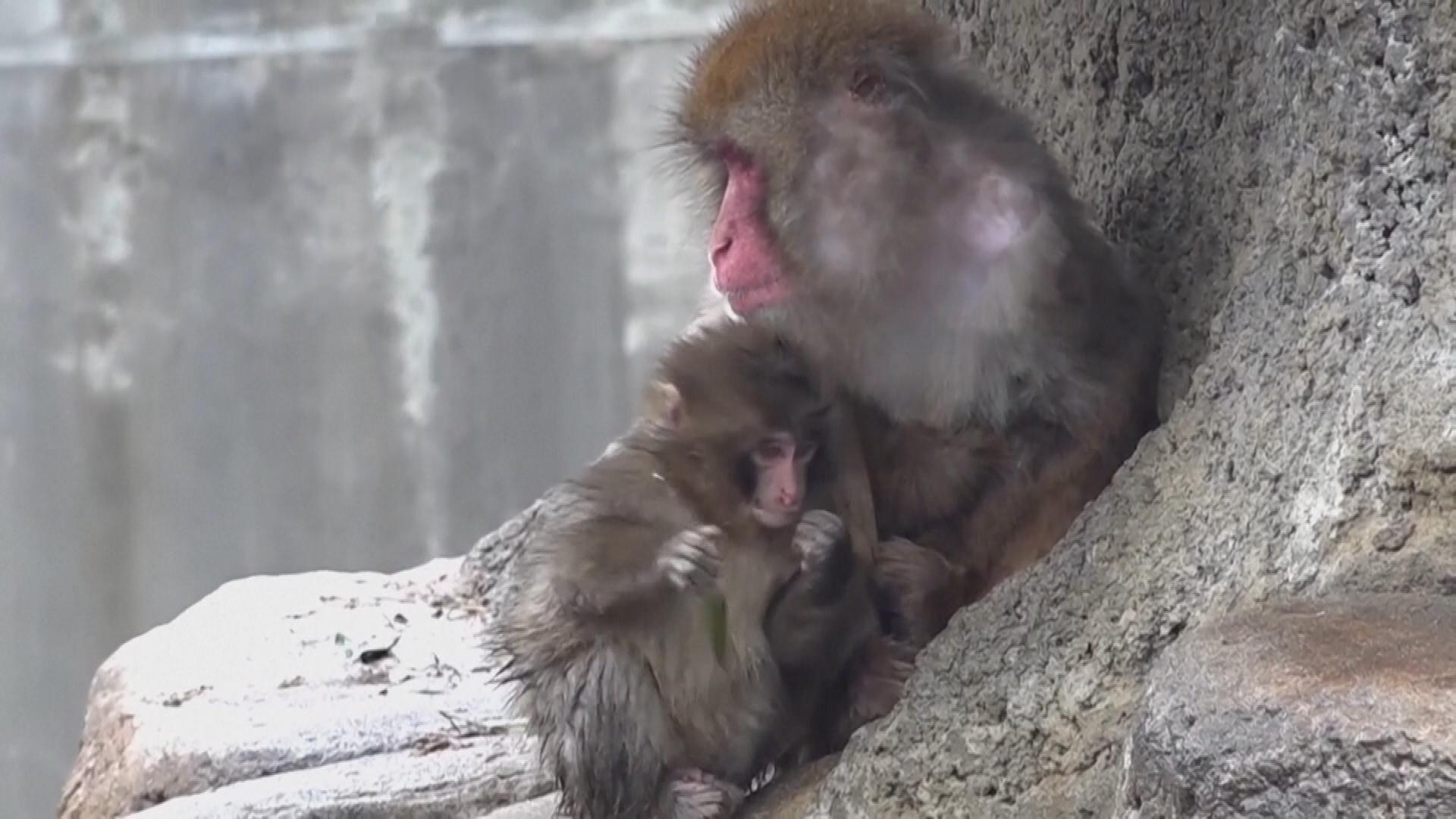 Picture_J.JP.MONKEY-2300_007.jpg