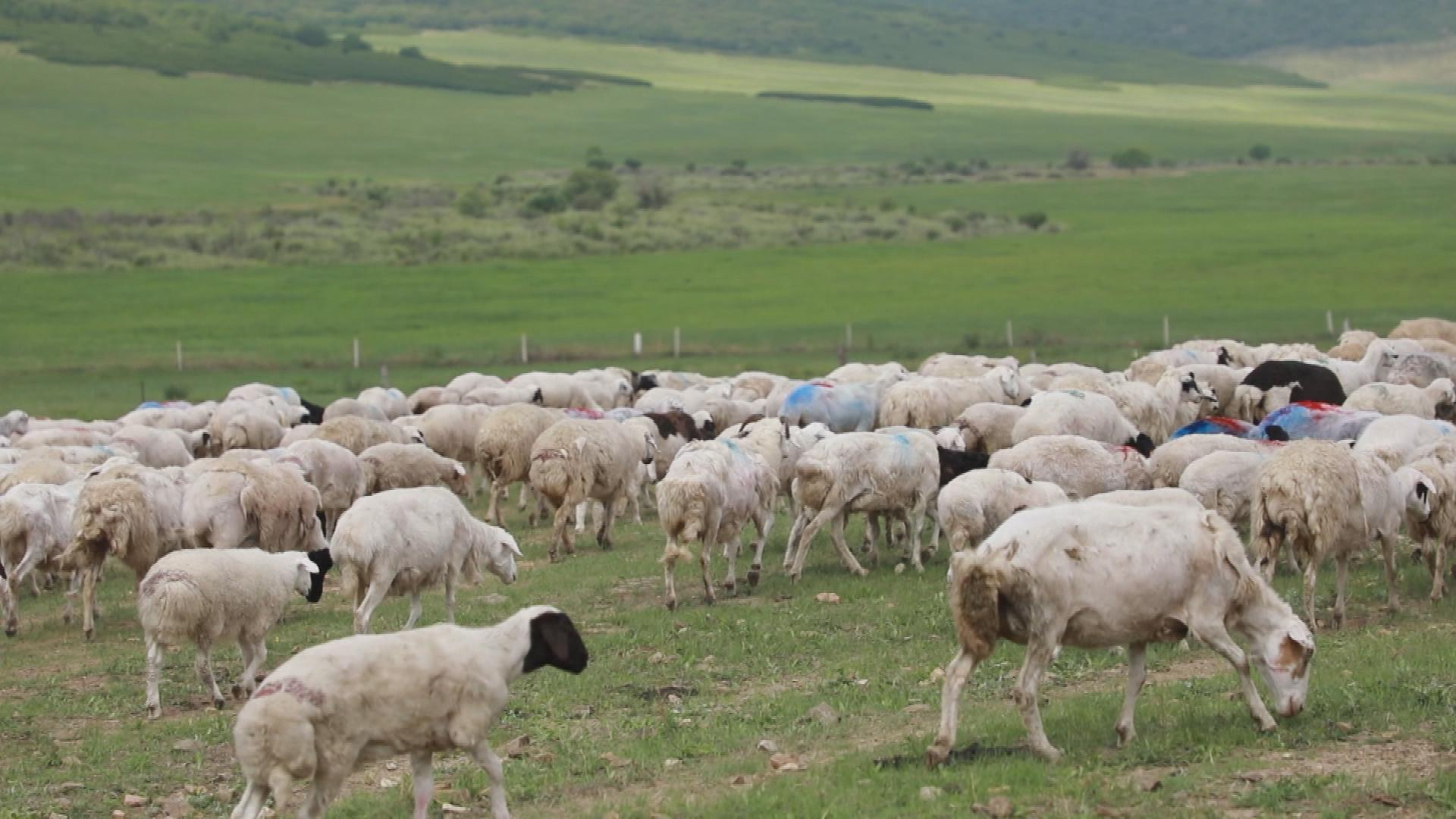 Picture_J.NMG.GRAZING.MTV.0701-0720_002.jpg