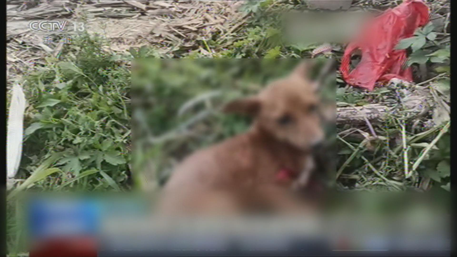 Picture_J.CN.DOG-HOLD_003.jpg