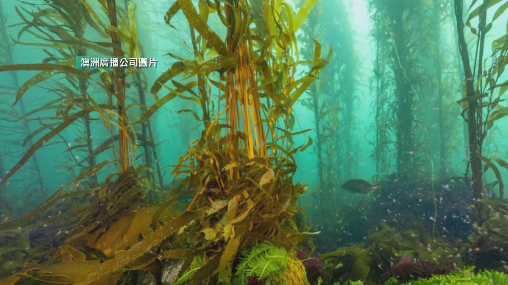 Picture_J.AUS.KELP-1500.jpg