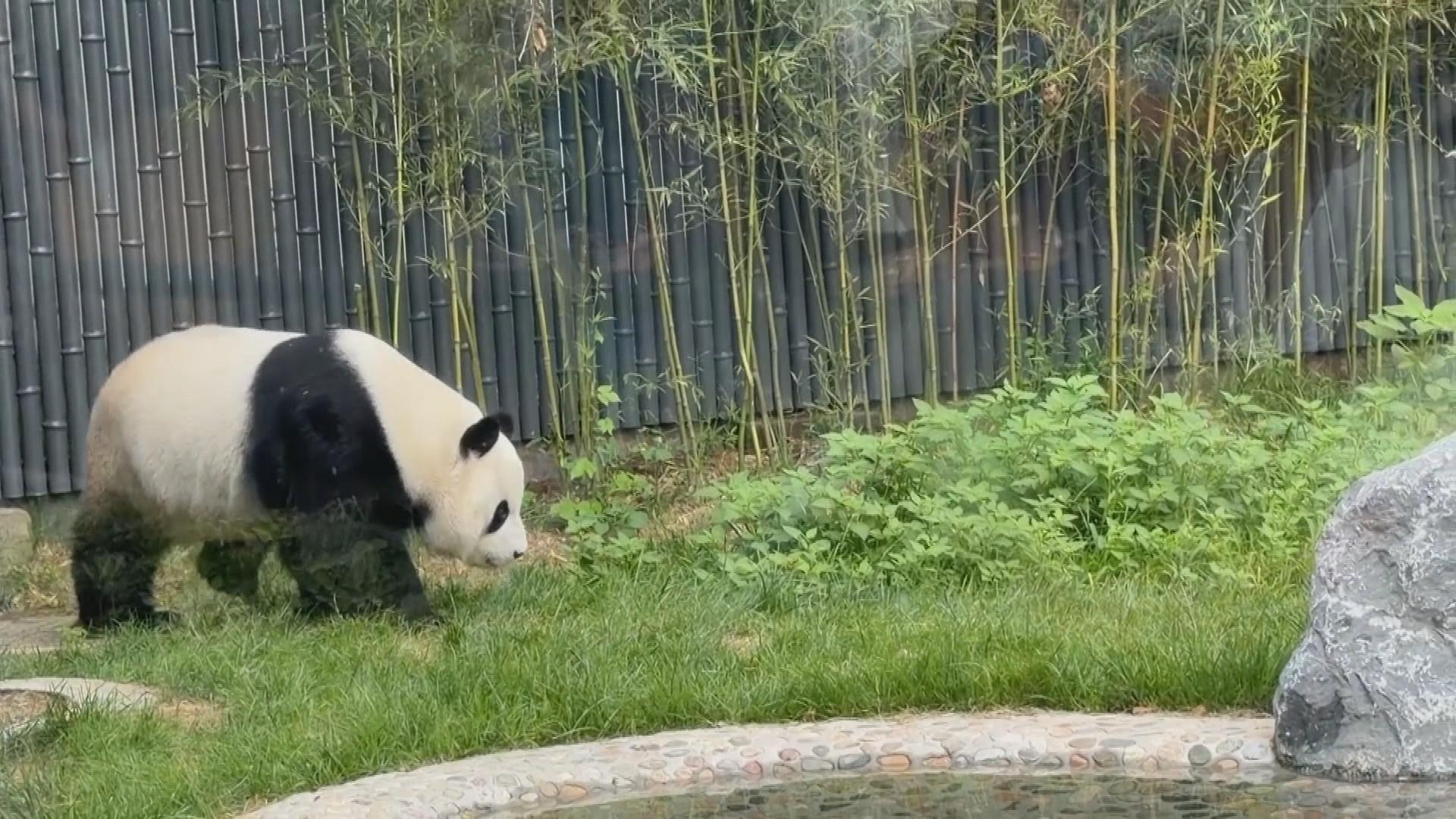Picture_J.BJ.PANDA-2000_001.jpg