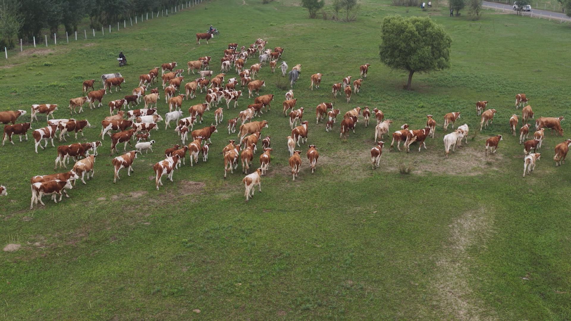 Picture_J.NMG.GRAZING.MTV.0701-0720_003.jpg