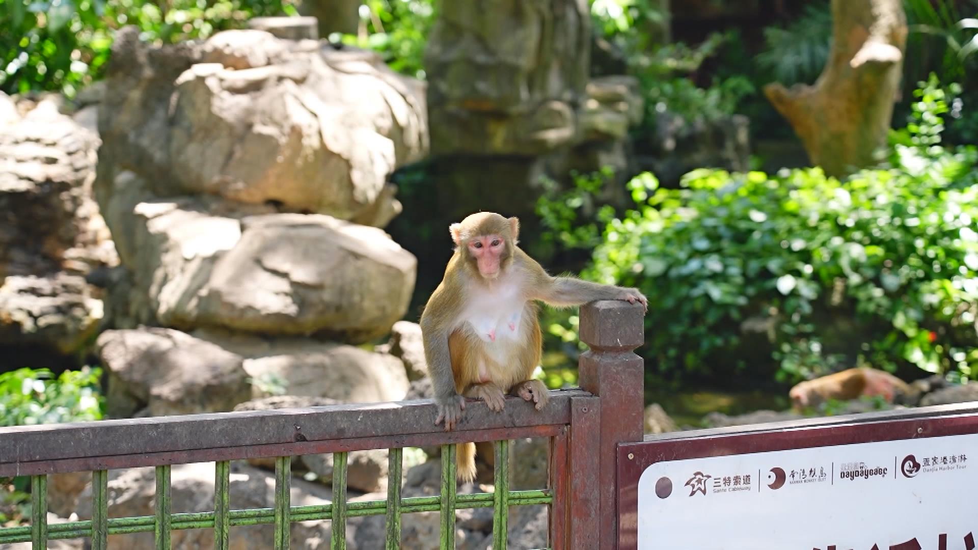 Picture_J.HN.MONKEY.MTV.0626-0715_003.jpg