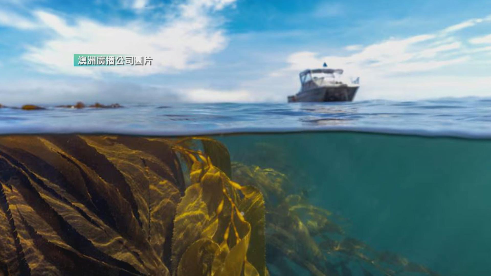 Picture_J.AUS.KELP-1500_002.jpg