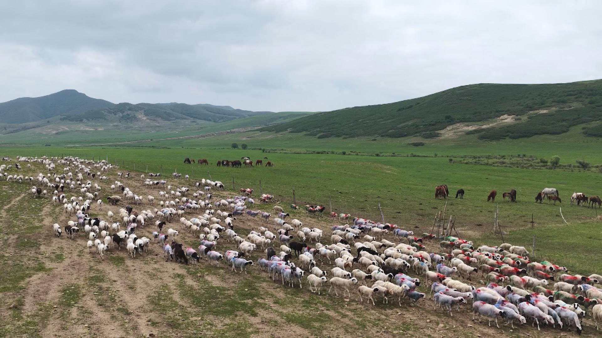 Picture_J.NMG.GRASSLAND.0706-0731_001.jpg