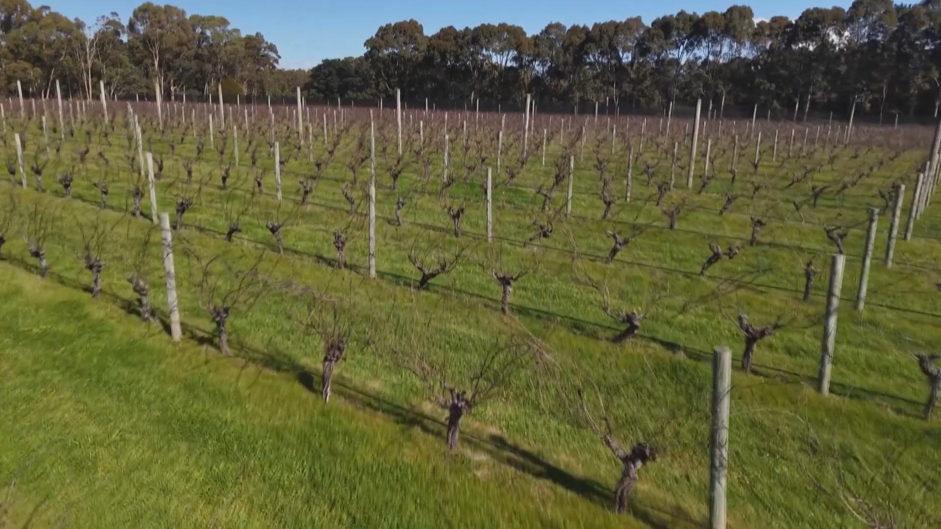 Picture_J.AUS.WINE-1700_001.jpg