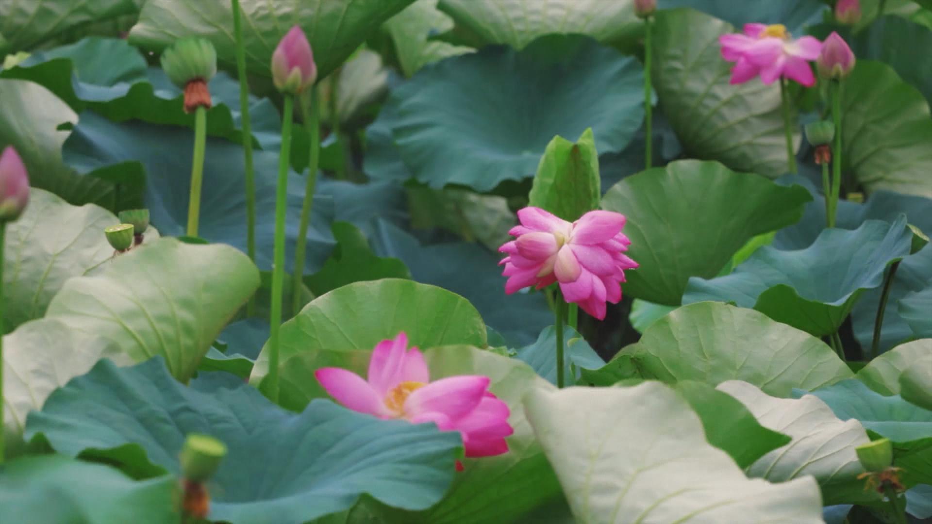 Picture_J.JS.LOTUS.MTV.0622-0709_002.jpg