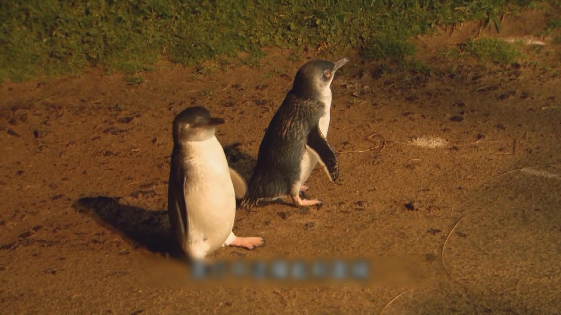 Picture_J.AUS.PENGUIN 1700.jpg