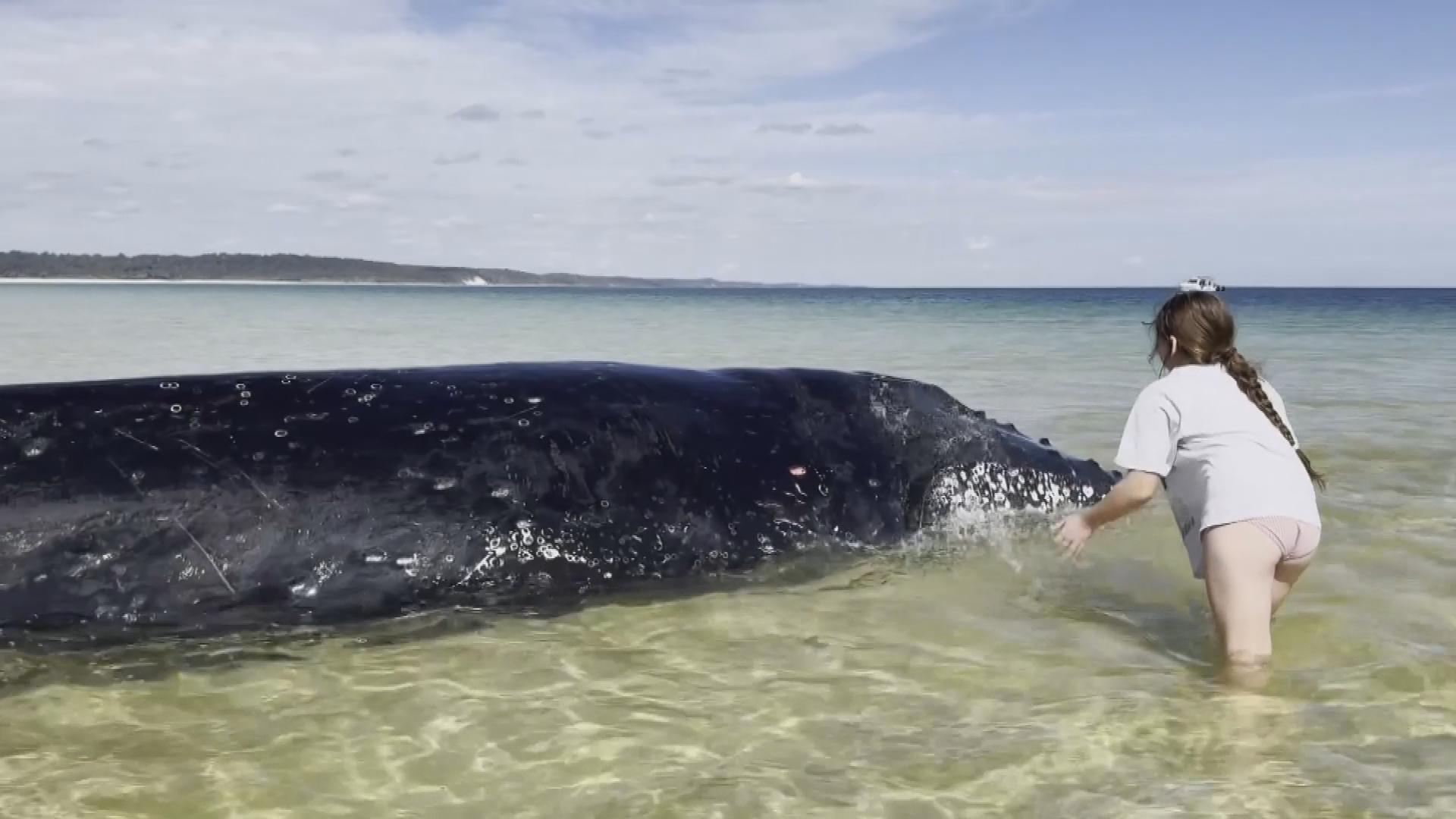 Picture_J.AUS.WHALE-1700.jpg
