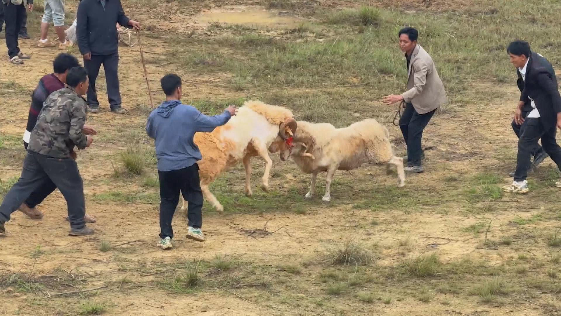 Picture_J.SC.SHEEP.MTV.0807-0826_004.jpg