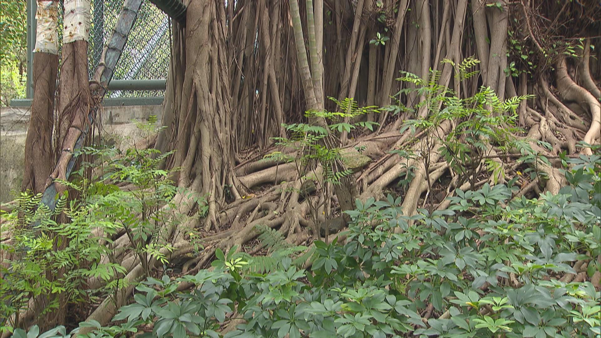 Picture_J.TREE-1830.jpg