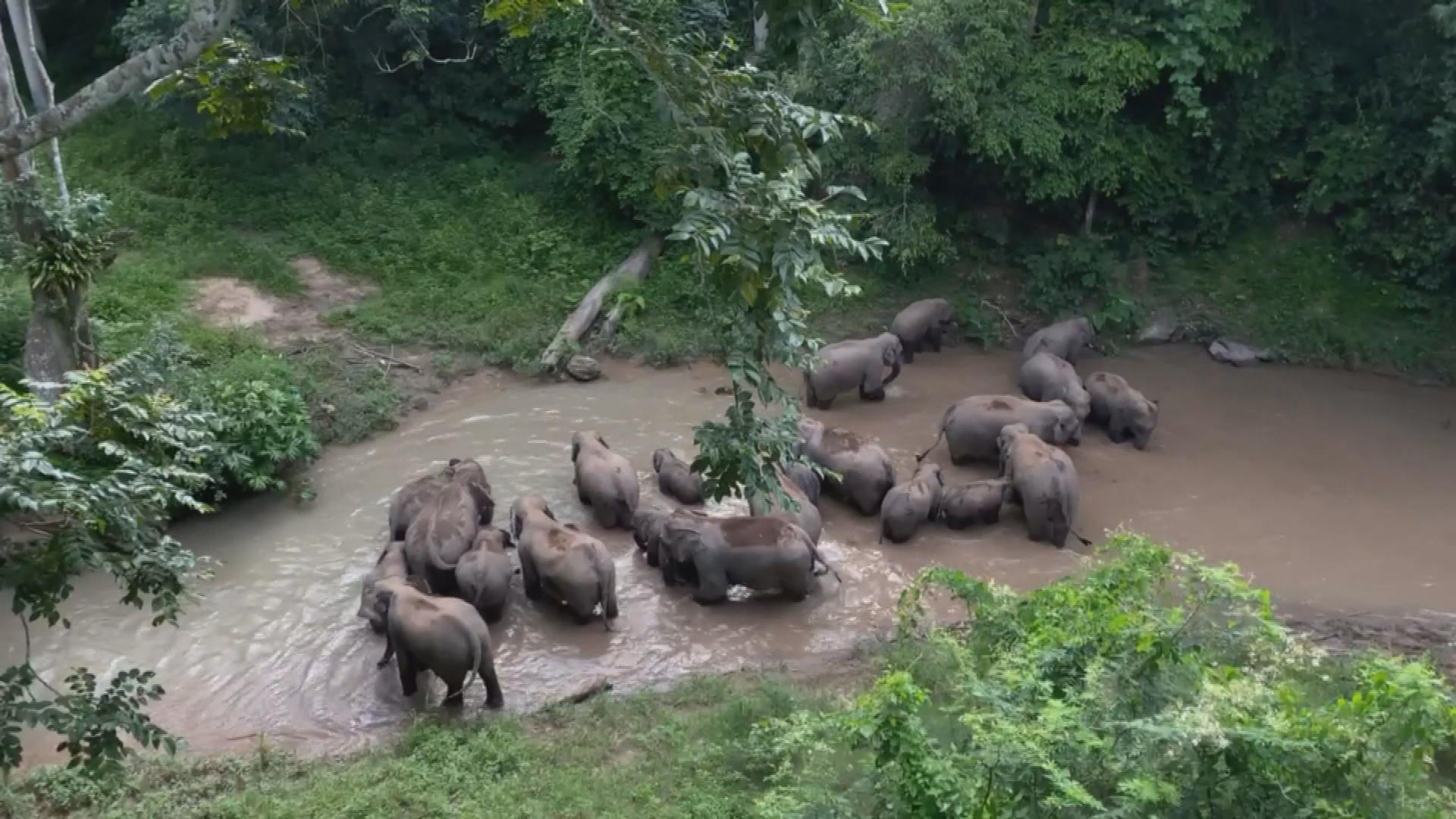 Picture_CC.J.YN.ELEPHANT.0730-0828.jpg