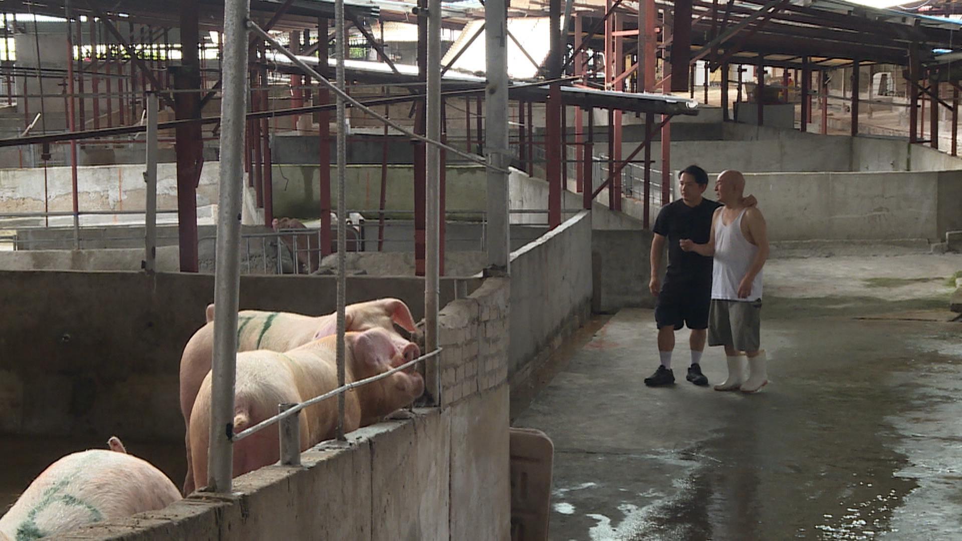 Picture_J.PA.PIG-HOLD_001.jpg