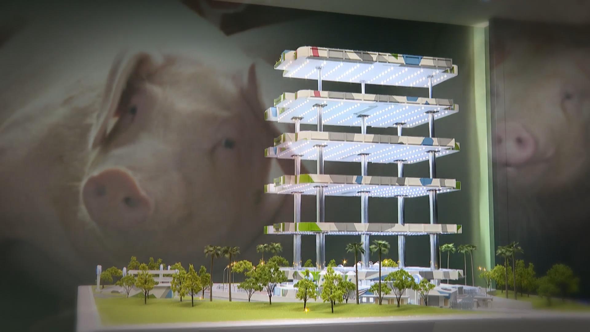 Picture_XR.PIG.EP395.港豬上樓.jpg