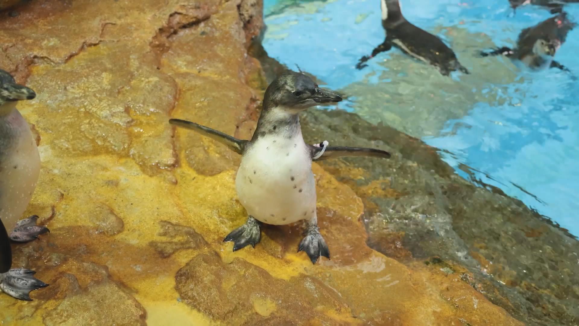 Picture_J.GD.PENGUIN.MTV.0809-0828_002.jpg
