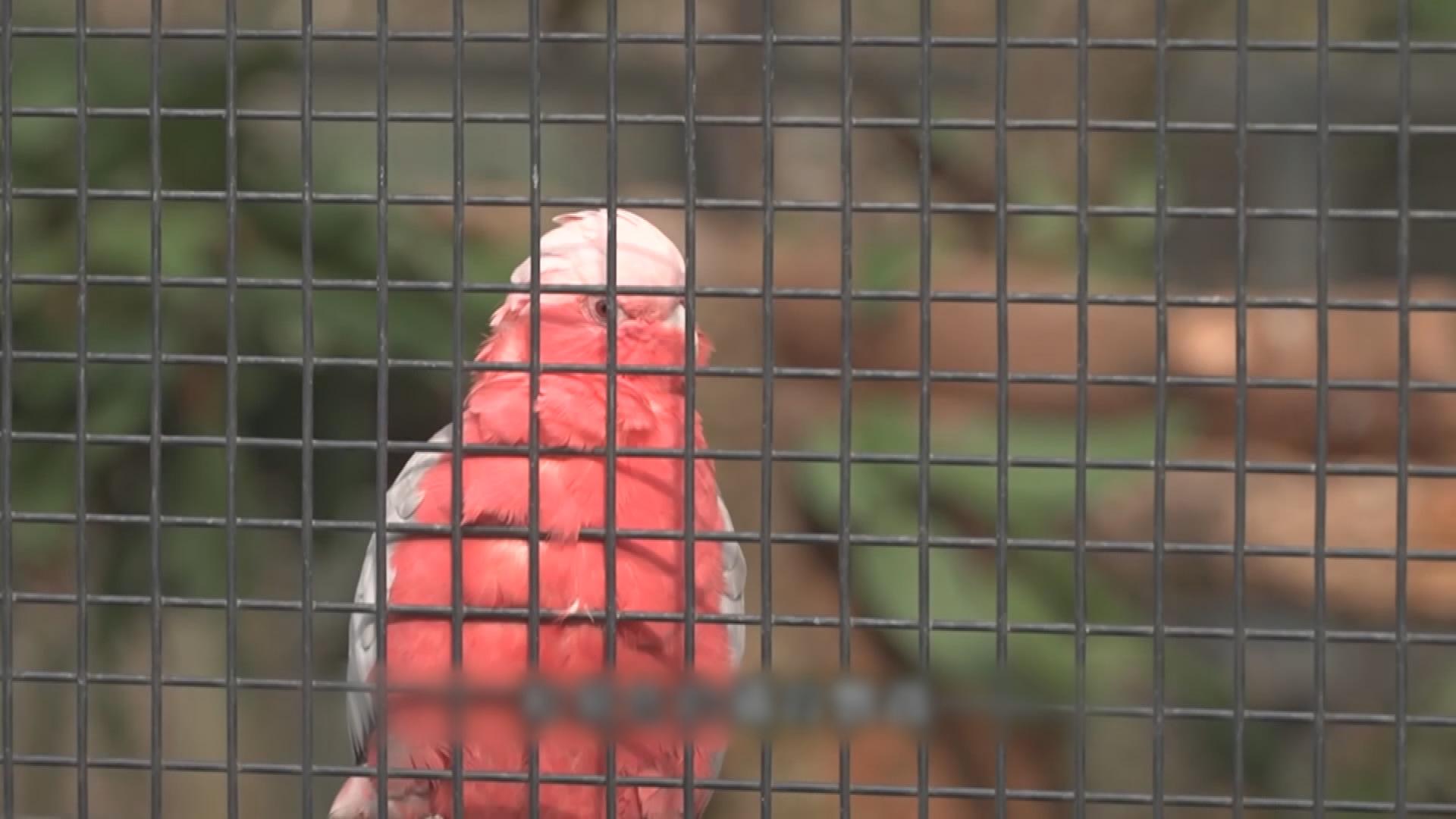 Picture_J.AUS.BIRDFLU 1700_002.jpg