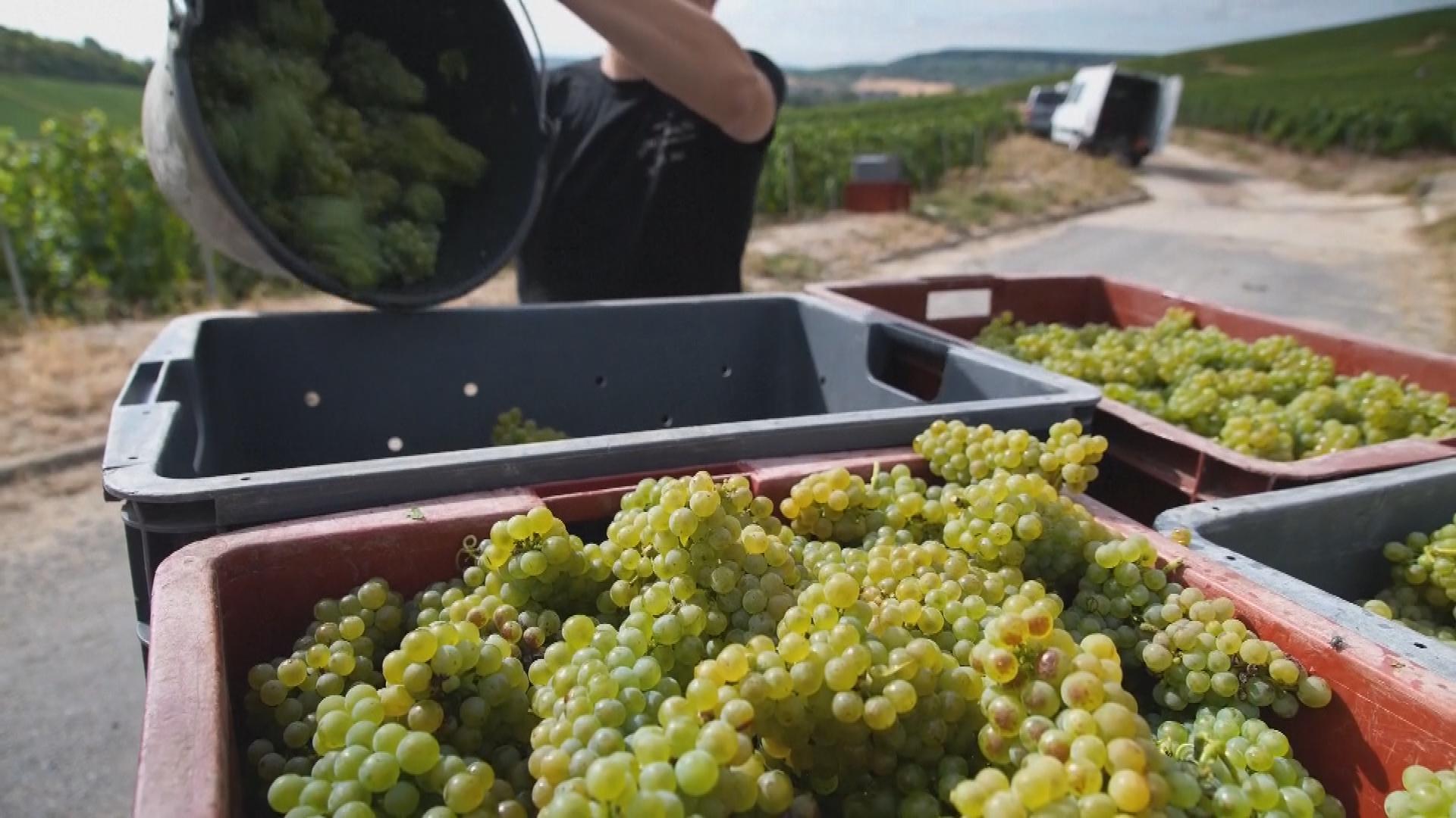 Picture_GV.FRA.WINE-CLEAN.jpg