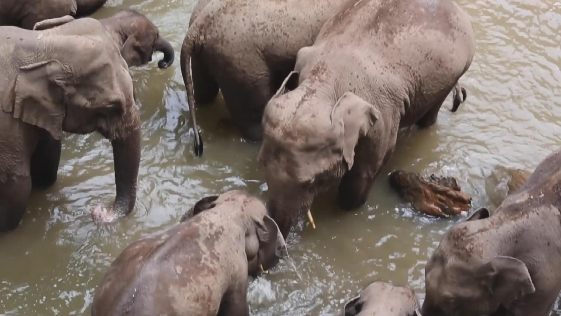 Picture_CC.J.YN.ELEPHANT.0730-0828_001.jpg