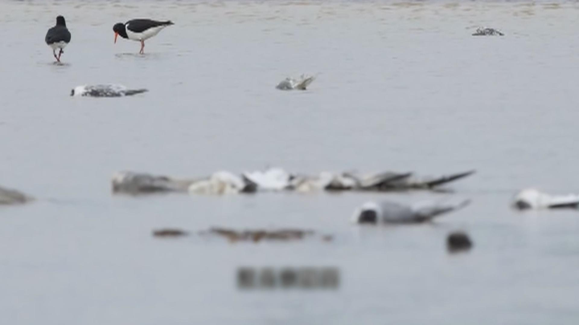 Picture_J.AUS.BIRD 1700._001.jpg