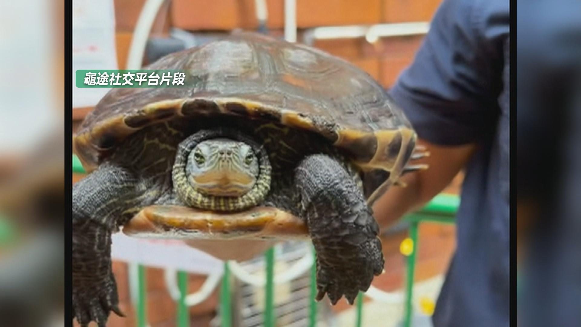 Picture_J.TURTLE-1830_003.jpg