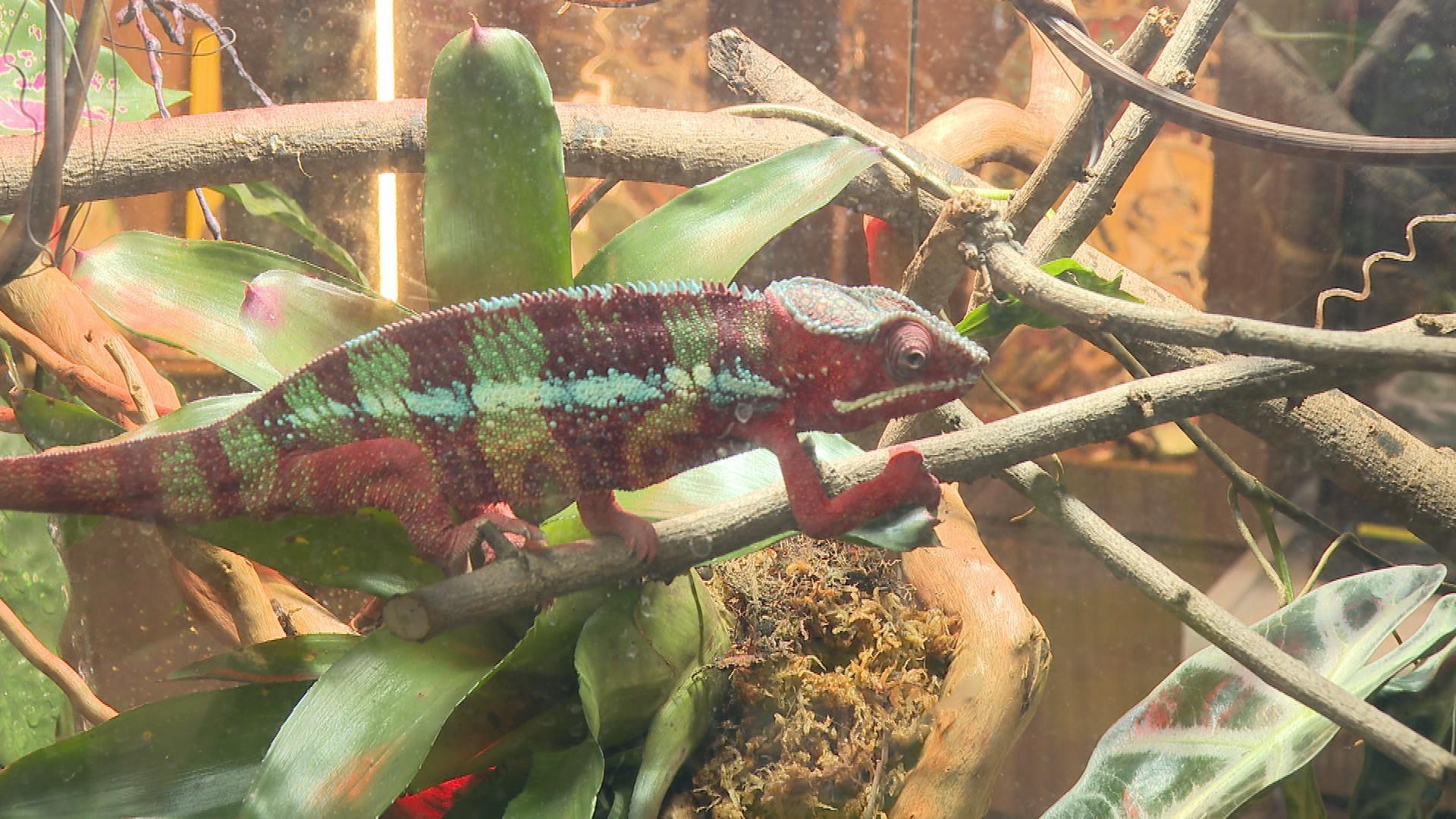 Picture_J.REPTILE-1830_004.jpg