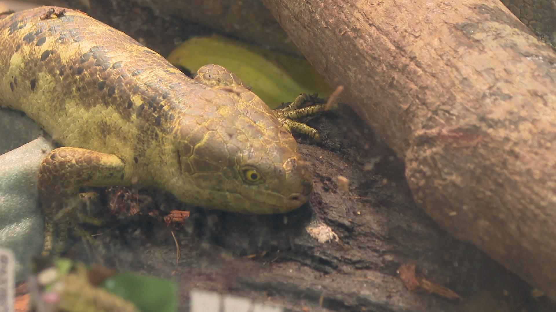 Picture_J.REPTILE-1830_006.jpg